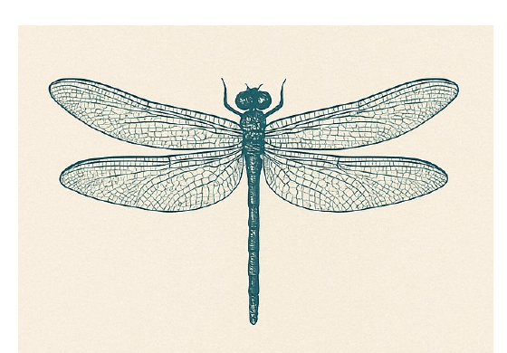 Vintage dragonfly illustration, the logo of The Dragonfly's Den